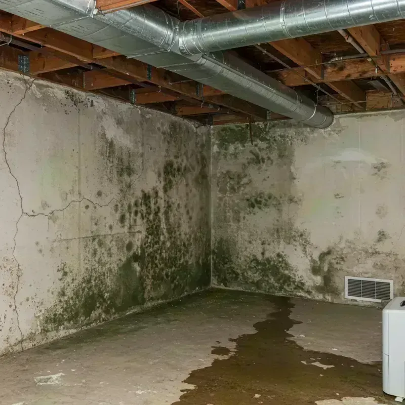 Professional Mold Removal in Kingsley, MI